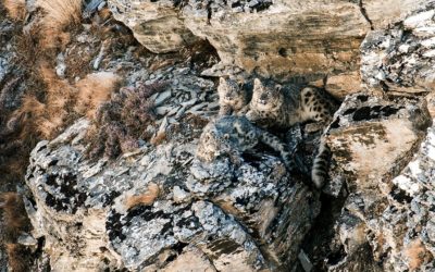 Snow Leopard Trail – our 1st Fair Trail® in the Himalaya is online!